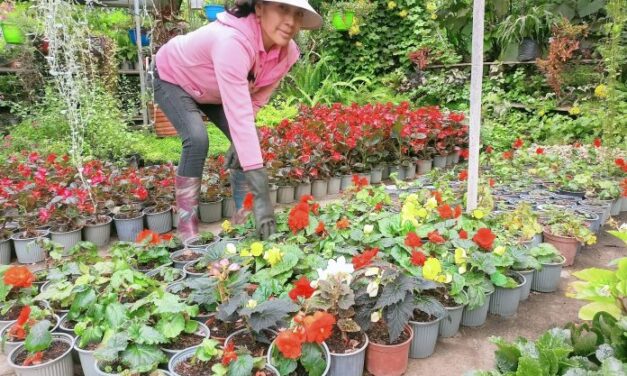 Noticias para migrantes Ecuatorianos Paute “suelo fértil” para la siembra de las plantas