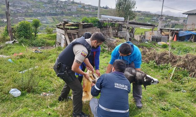 Noticias para migrantes Ecuatorianos Mujer que ahorcó y mató un perro, en Quito, podría ir a la cárcel ¿por cuánto tiempo? – Diario La Hora