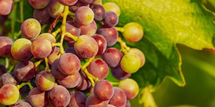 Ecuador mantiene suspensión de importación de uva peruana por plaguicidas