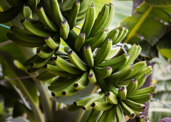 Posible brote de hongo Fusarium R4T en El Oro