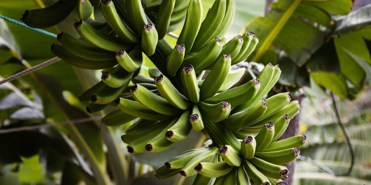 Posible brote de hongo Fusarium R4T en El Oro