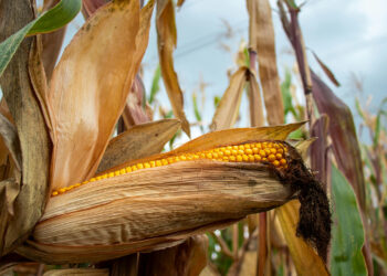 Arroceros y Maiceros Exigen Transparencia en Subsidios