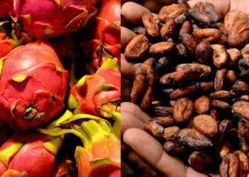 Cacao y pitahaya marcan récord en exportaciones 2025