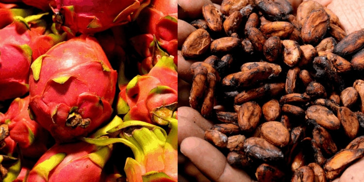 Cacao y pitahaya marcan récord en exportaciones 2025