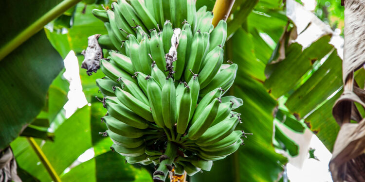 Ecuador fija precio de la caja de banano en USD 7,50 para 2026