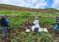 Noticias para migrantes Ecuatorianos Evalúan rendimiento de cultivo de papa