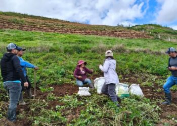 Noticias para migrantes Ecuatorianos Evalúan rendimiento de cultivo de papa