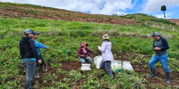 Noticias para migrantes Ecuatorianos Evalúan rendimiento de cultivo de papa