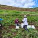 Noticias para migrantes Ecuatorianos Evalúan rendimiento de cultivo de papa