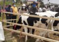 Noticias para migrantes Ecuatorianos Ganaderos de la región se darán cita en Sevilla de Oro