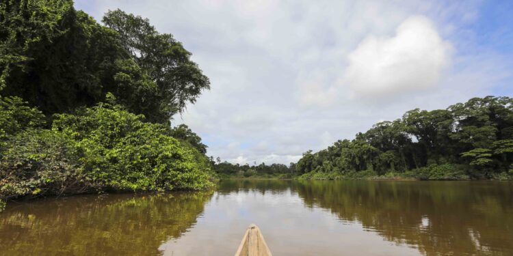 Noticias para migrantes Ecuatorianos Selva Eterna, el santuario que cuida la vida silvestre del sureste del Ecuador