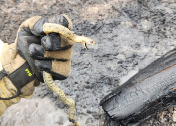 Noticias para migrantes Ecuatorianos Bomberos de Azogues rescatan una serpiente en incendio forestal