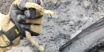 Noticias para migrantes Ecuatorianos Bomberos de Azogues rescatan una serpiente en incendio forestal