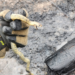 Noticias para migrantes Ecuatorianos Bomberos de Azogues rescatan una serpiente en incendio forestal